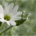 ~wHiTe FloWeR~