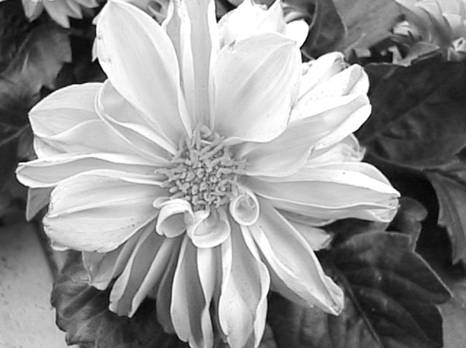 white flower for life