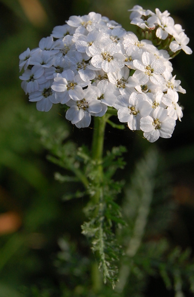 White flower in the morning