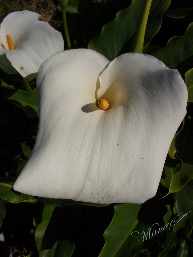 White Flower Power