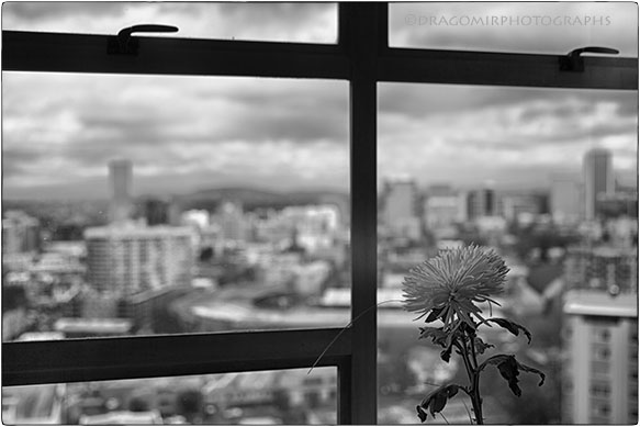 White Flower Window One