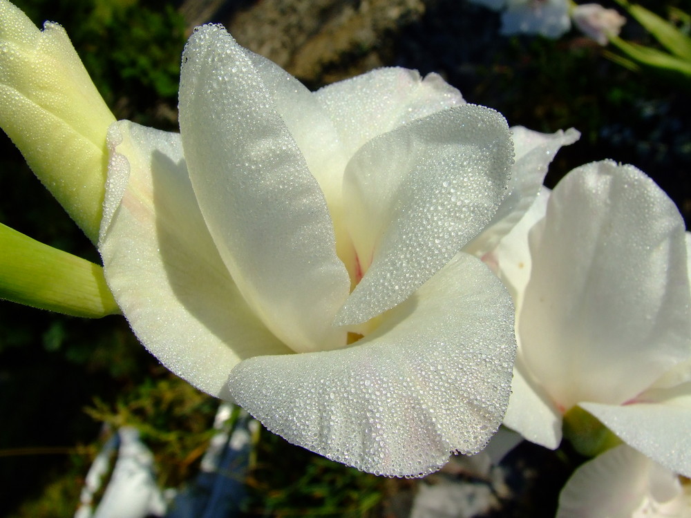 white flower with drop