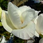 white flower with drop