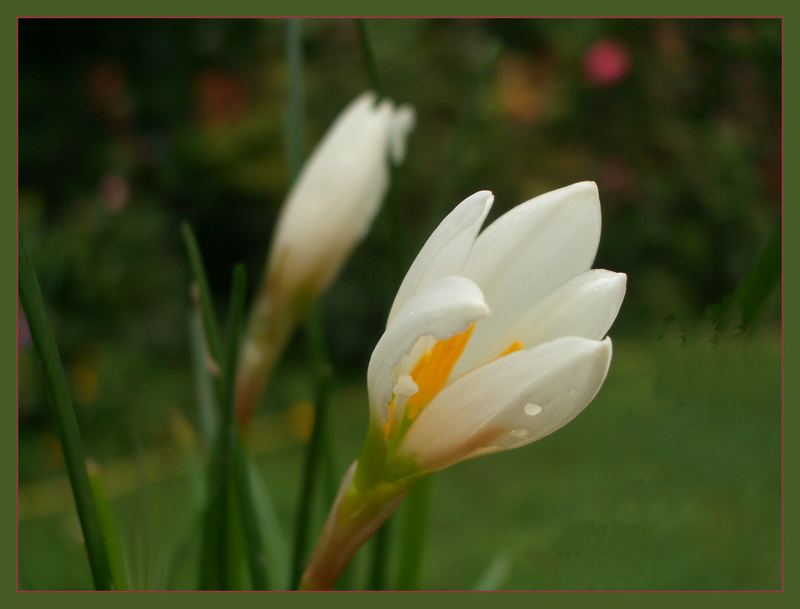 White flowers