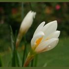 White flowers