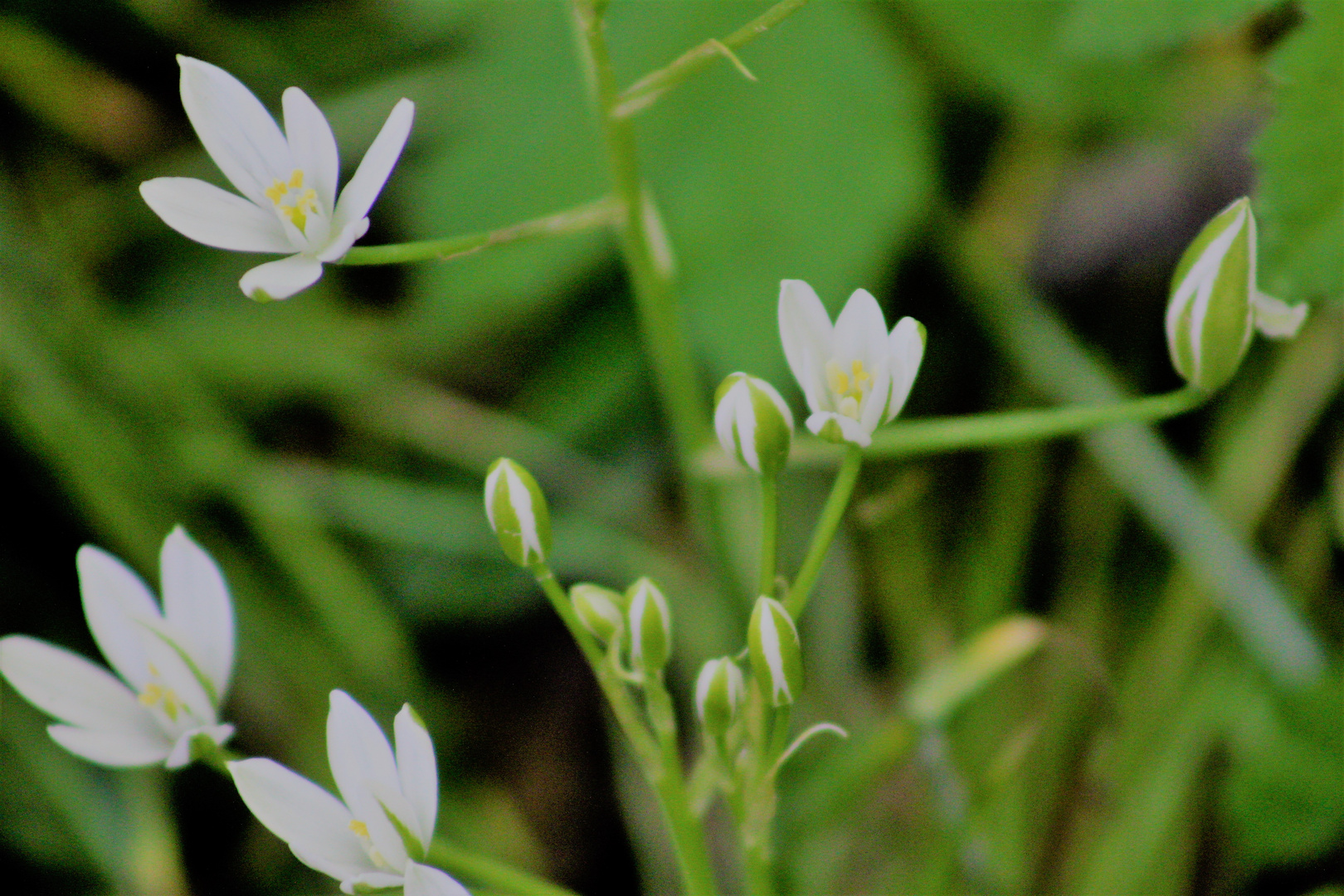 white Flowers