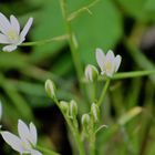 white Flowers