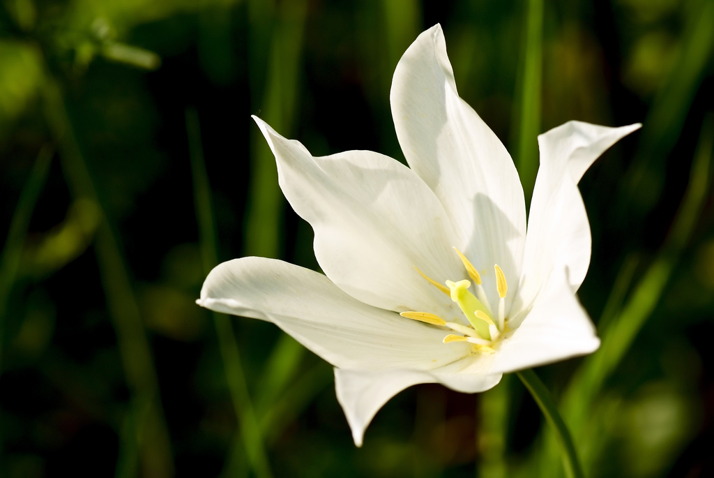 White Flowers