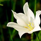 White Flowers