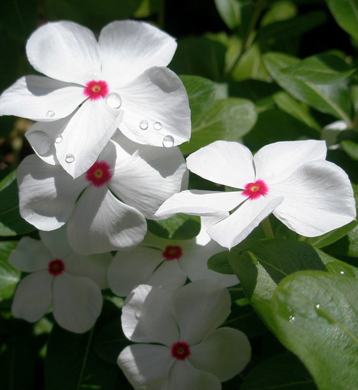 White Flowers