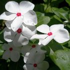 White Flowers