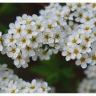 white flowers