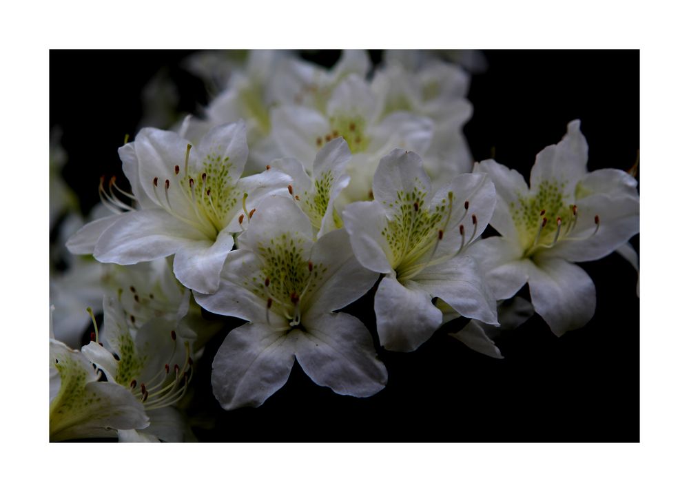 white flowers