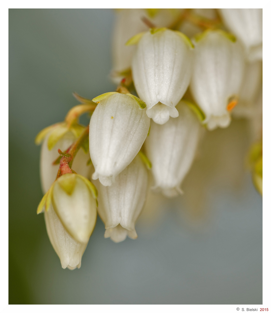 White Flowers