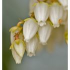 White Flowers