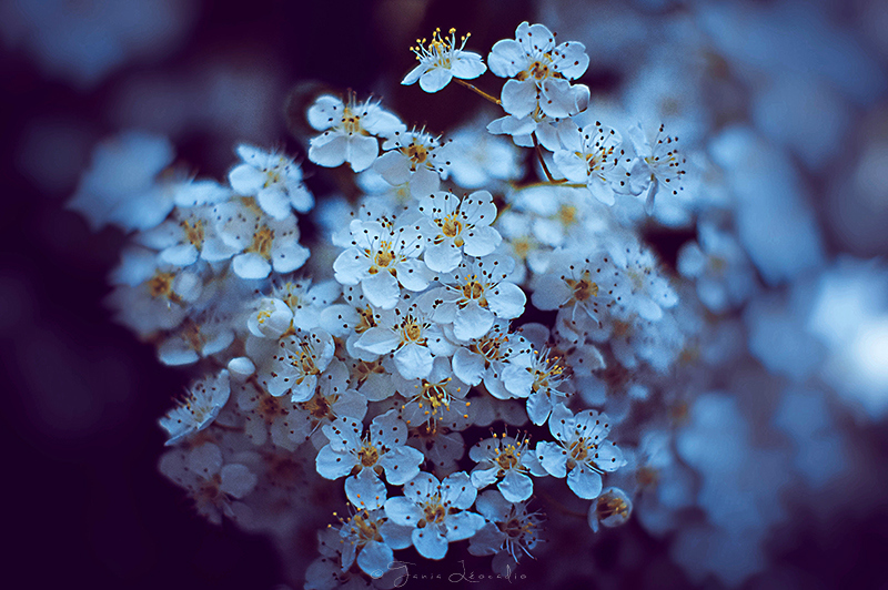 White flowers