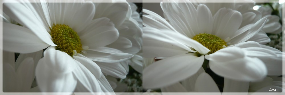 White flowers