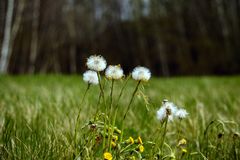 white flowers