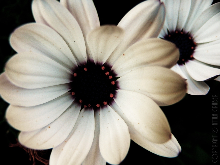 white flowers