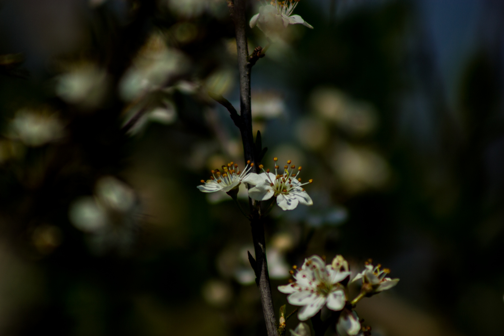 White Flowers