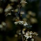 White Flowers