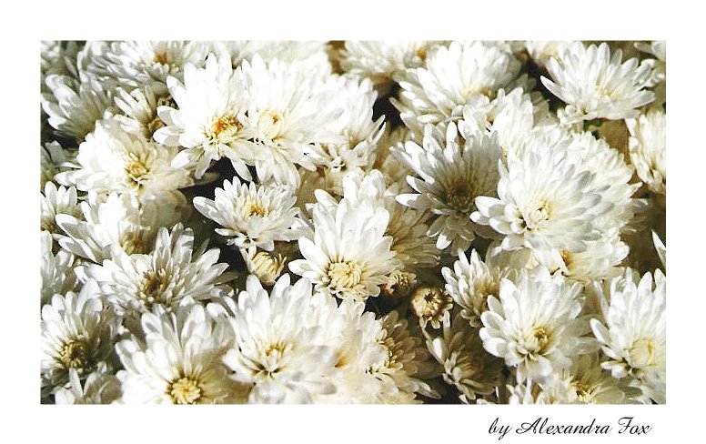 . white flowers .