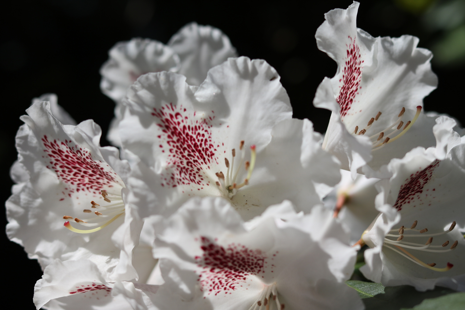 White flowers