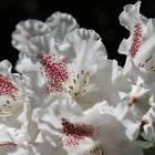 White flowers