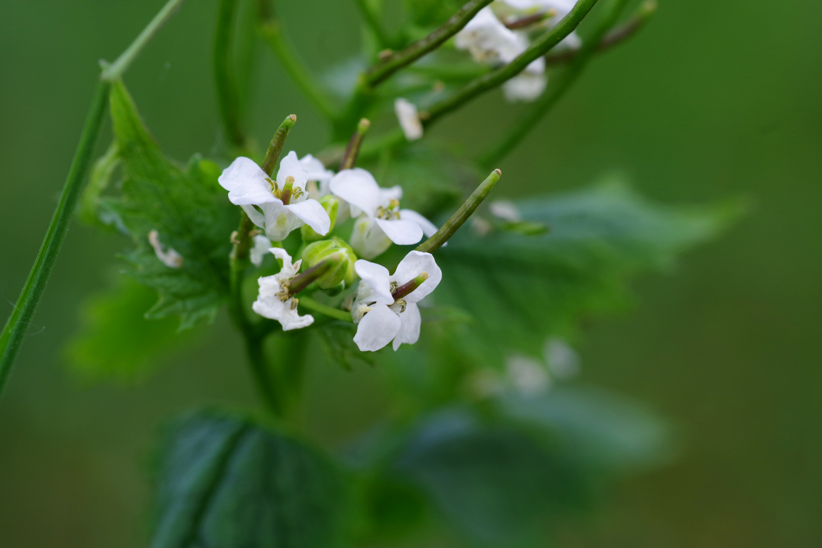 white flowers