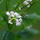 white flowers