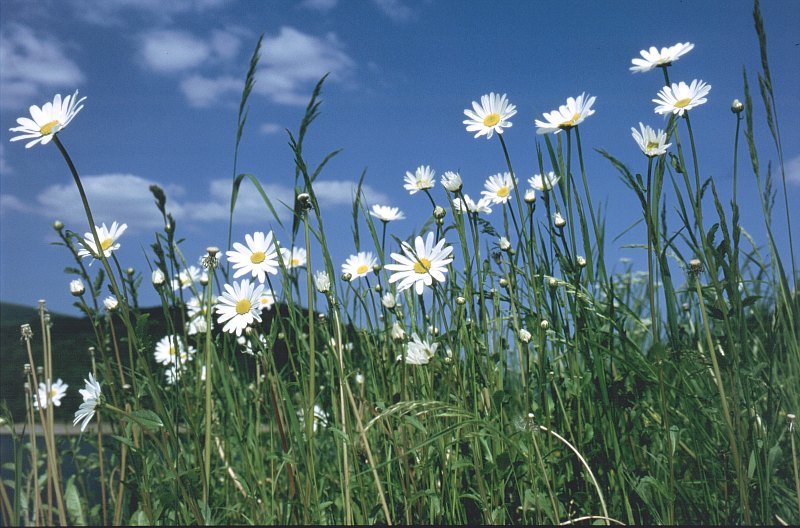 White Flowers