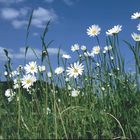 White Flowers