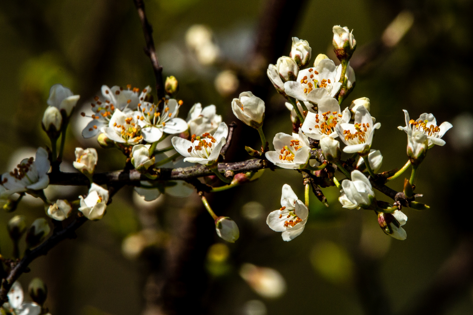 White Flowers