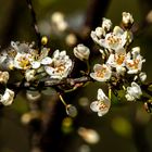 White Flowers