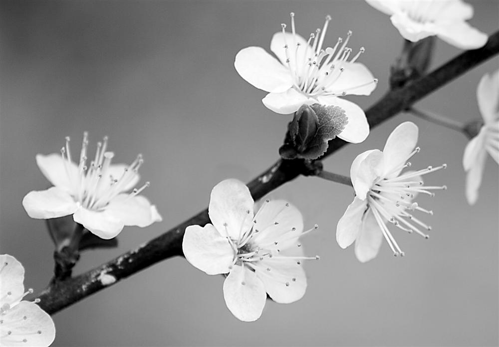 White Flowers