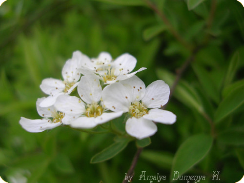 ~ White Flowers ~ by Amalya Dumenya H.