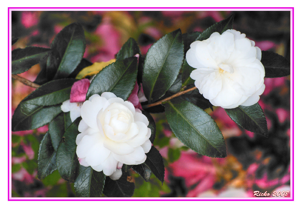 White Flowers  Camelias