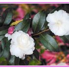 White Flowers  Camelias