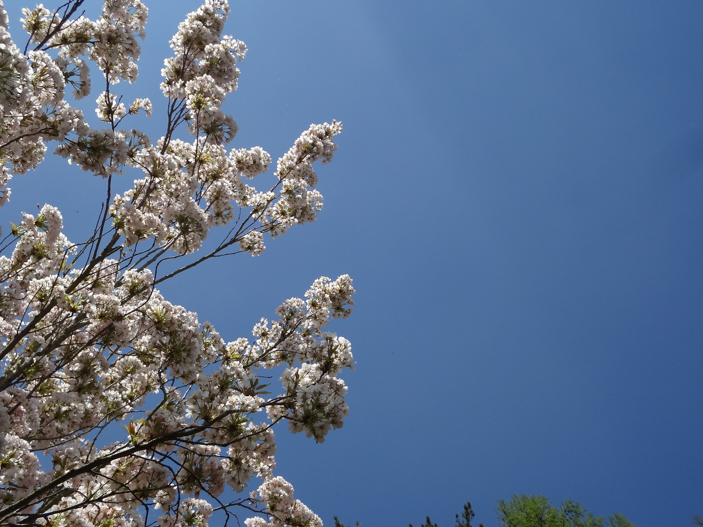 white flowers