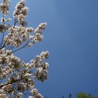 white flowers