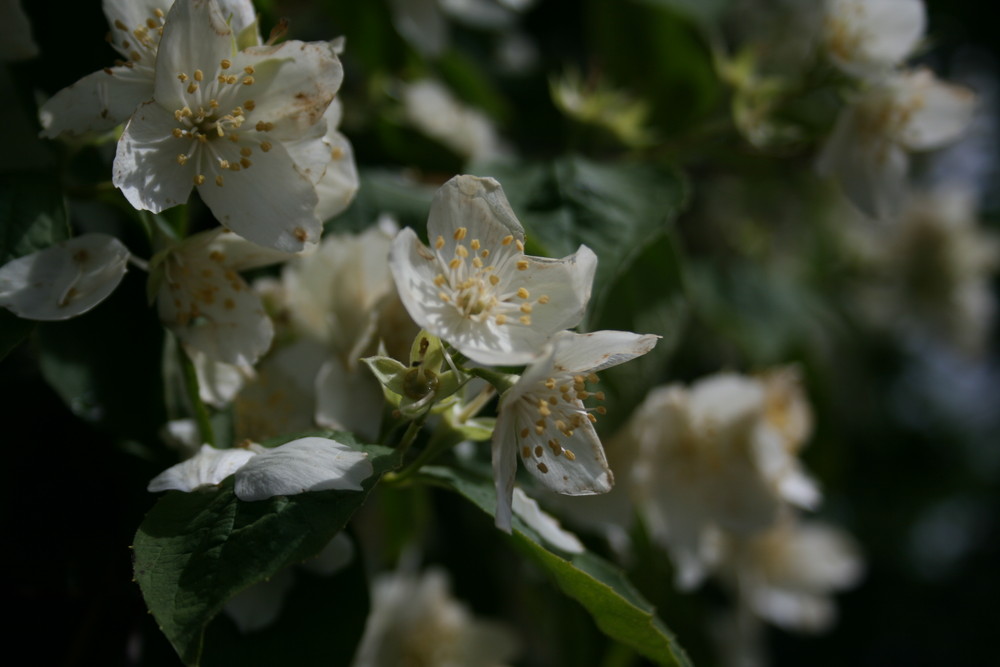 white flowers