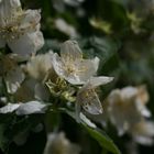 white flowers