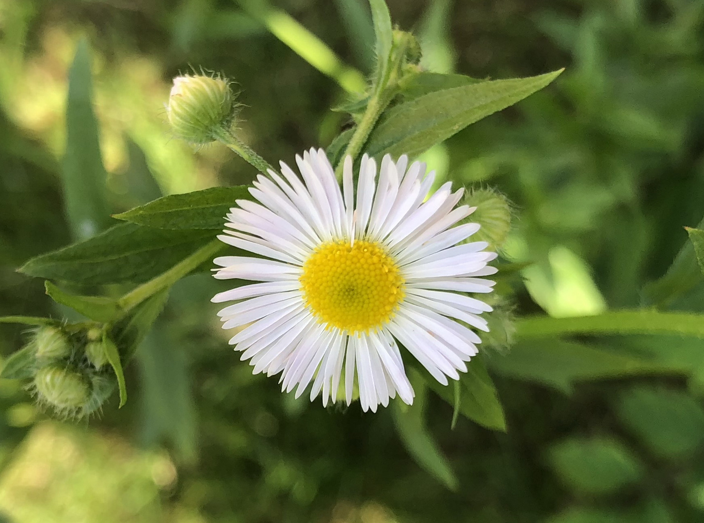 White flowers