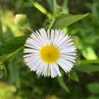 White flowers