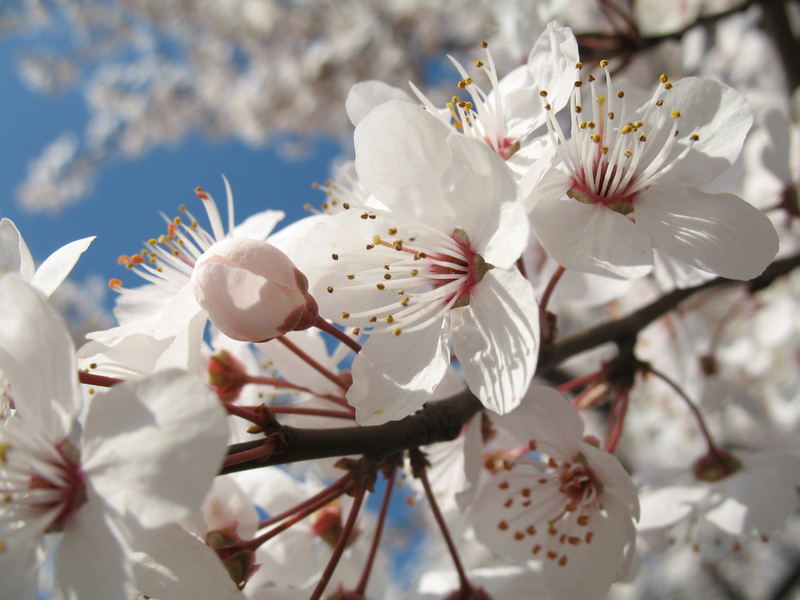 White flowers