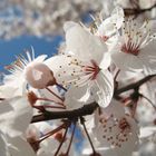 White flowers