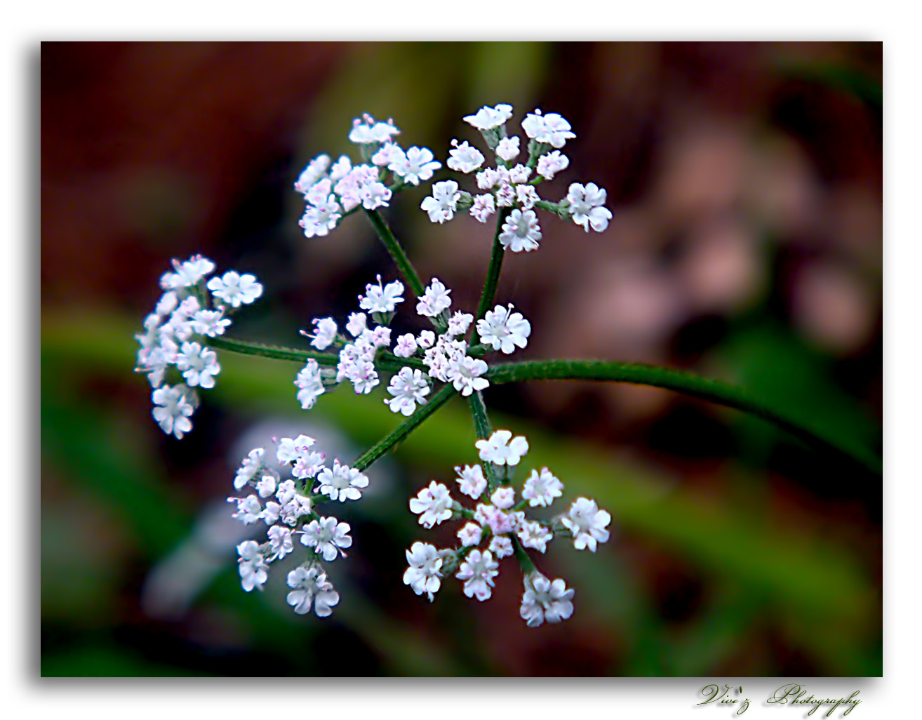 white flowers