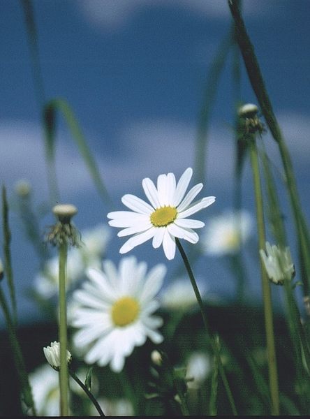 White Flowers II