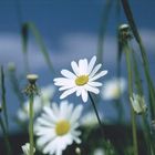 White Flowers II