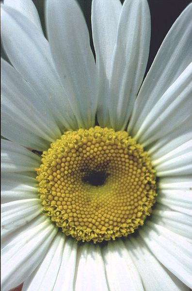 White Flowers III